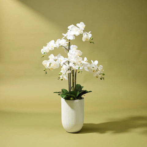 Rogue Artificial Faux Phalaenopsis Orchid Ribbed Pot White